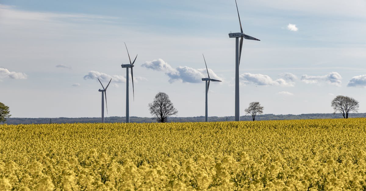 Wind turbines amidst a vibrant yellow canola field under a blue sky.